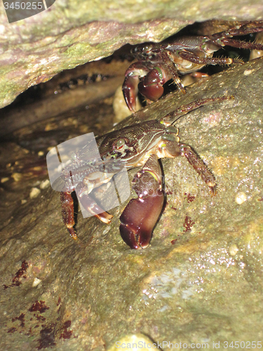 Image of crabs from Bulgarian beach