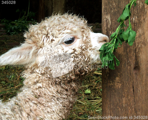 Image of Baby Lama in Peru