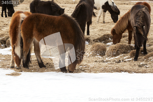 Image of Herd of Icelandic ponies on a meadow in spring