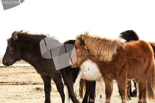 Image of Herd of Icelandic ponies 