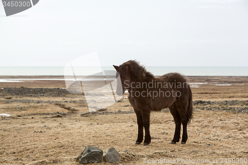 Image of Portrait of a young black Icelandic horse