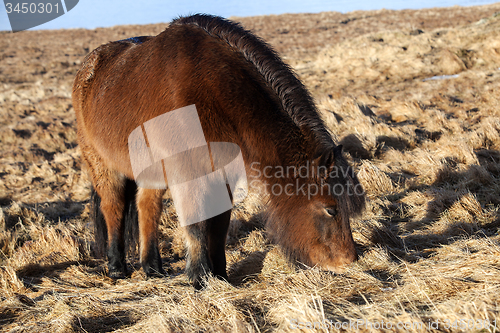 Image of Brown icelandic pony on a meadow