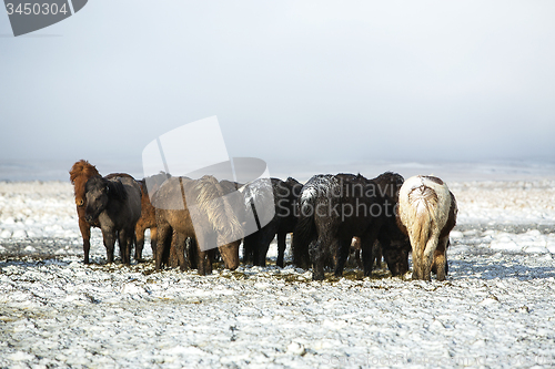 Image of Herd of Icelandic horses after snow storm