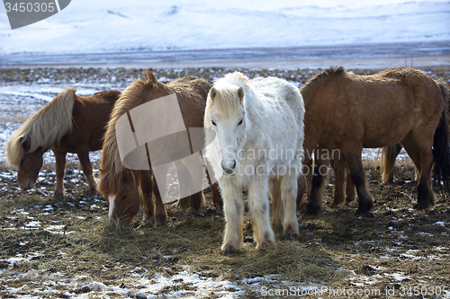 Image of Herd of colorful Icelandic horses on a meadow