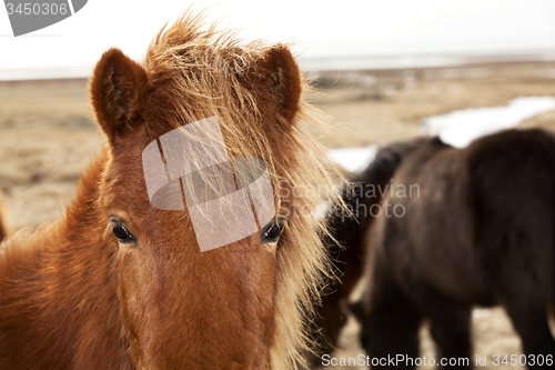 Image of Closeup of a brown Icelandic pony 