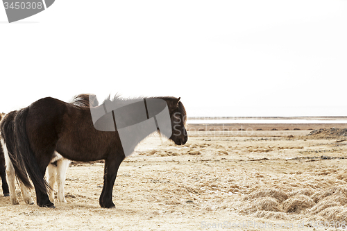 Image of Portrait of a black Icelandic pony