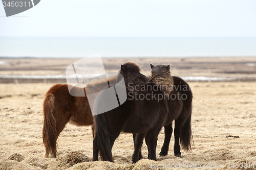 Image of Herd of Icelandic ponies on a meadow in spring