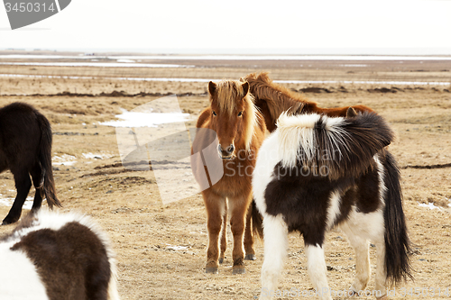 Image of Herd of Icelandic ponies 