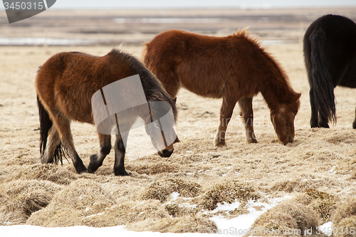 Image of Herd of Icelandic ponies on a meadow in spring