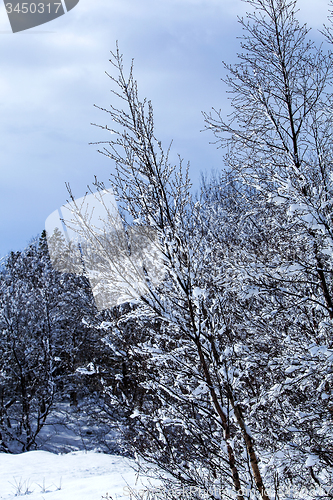 Image of Snow-covered trees