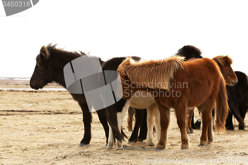 Image of Herd of Icelandic ponies 