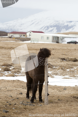 Image of Portrait of a young black Icelandic horse