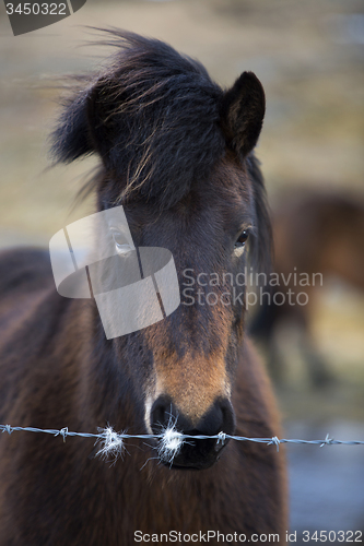 Image of Portrait of an Icelandic horse on a meadow