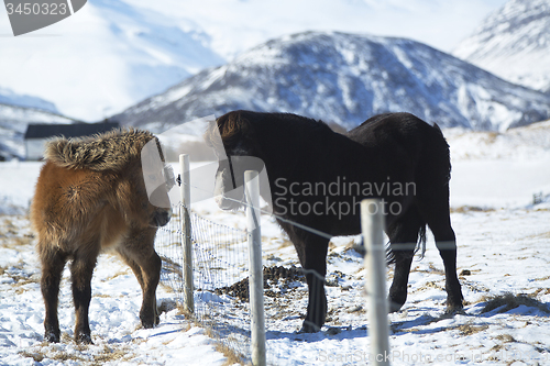 Image of Two Icelandic horses on a meadow in winter