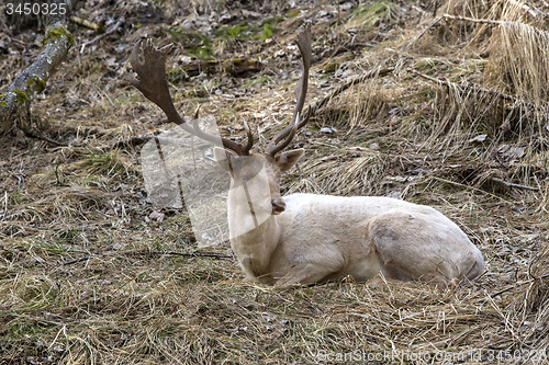 Image of Albino buck deer in the forest