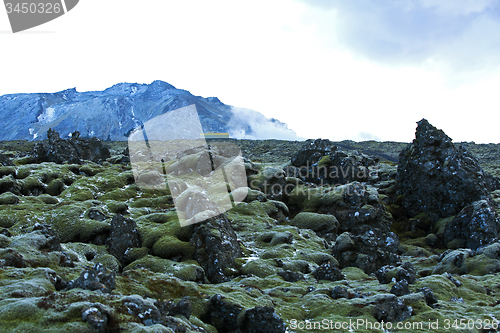 Image of Resistant moss on volcanic rocks in Iceland