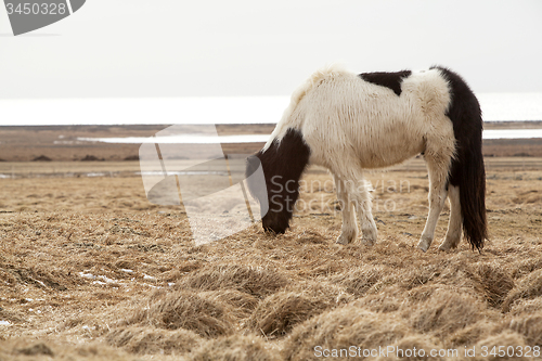 Image of Portrait of a black and white Icelandic horse 