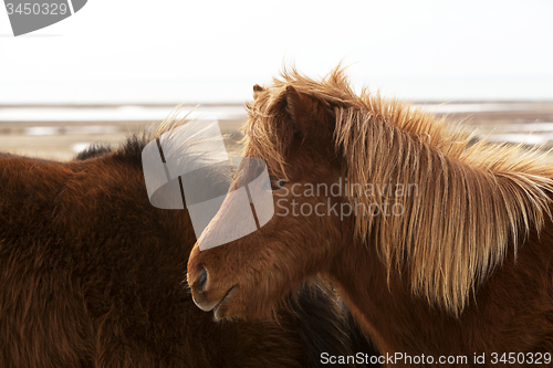 Image of Brown Icelandic horse on a meadow