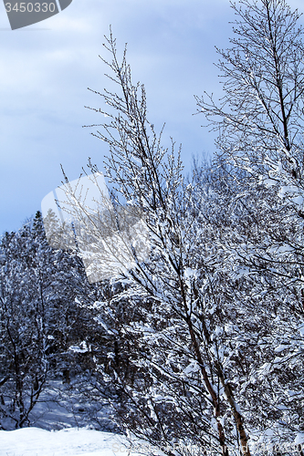 Image of Snow-covered trees