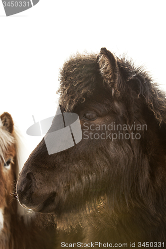 Image of Portrait of a young Icelandic foal with curly mane