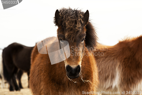 Image of Portrait of an Icelandic pony with a brown mane