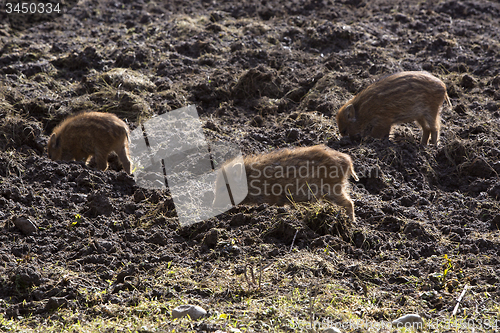 Image of Wild young piglets on a field