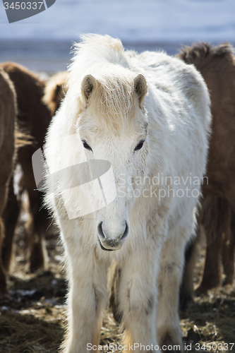 Image of Portrait of a white Icelandic horse in winter landscape