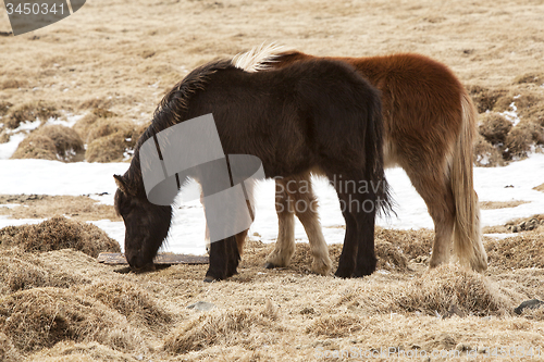 Image of Two Icelandic horses on a meadow in spring