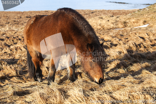 Image of Brown icelandic pony on a meadow