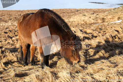 Image of Brown icelandic pony on a meadow