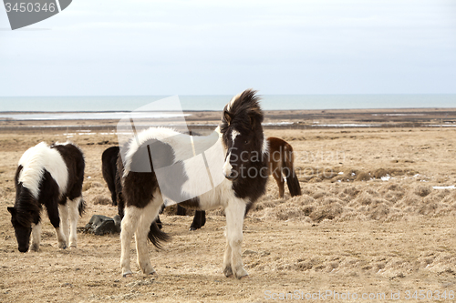 Image of Portrait of a black and white Icelandic horse 