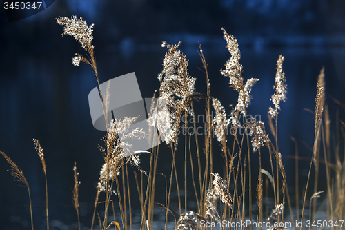 Image of Golden reeds at a lake