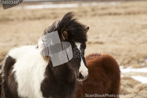 Image of Portrait of a black and white Icelandic horse 