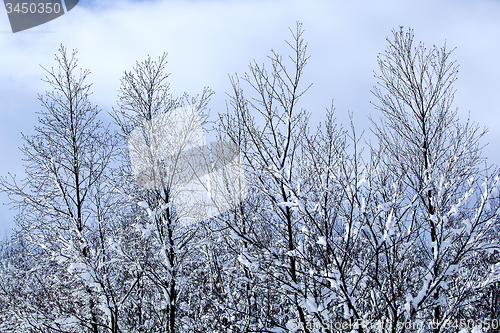 Image of Snow-covered trees