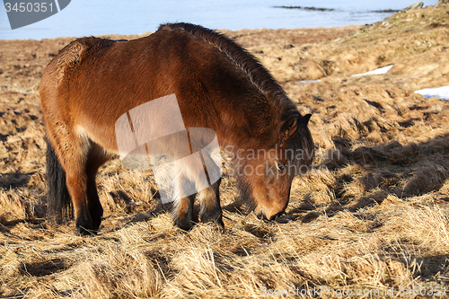 Image of Brown icelandic pony on a meadow