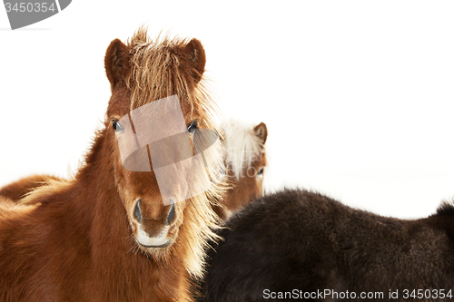 Image of Portrait of an Icelandic pony with a brown mane