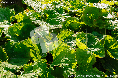 Image of Big green leaves of burdock