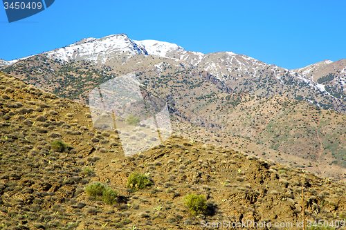 Image of in ground africa morocco the snow tree