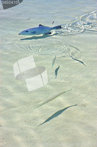 Image of   fish   isla contoy         in      foam  the sea drop   wave