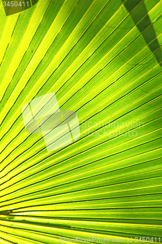 Image of abstract green leaf  the light and 