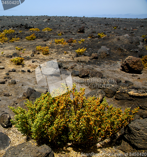 Image of plant flower    timanfaya volcanic rock stone sky  hill   lanzar