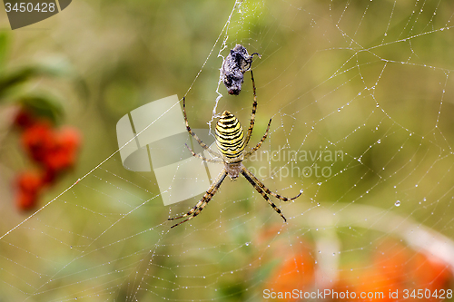 Image of Spider with prey