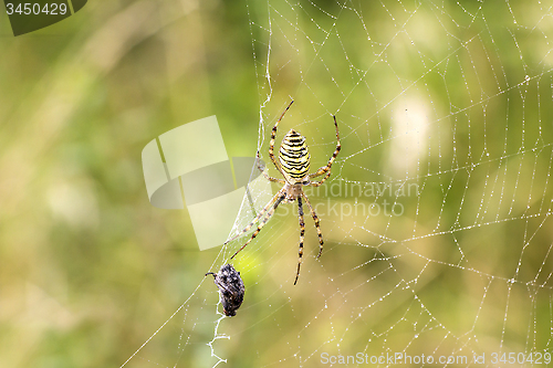 Image of Spider with prey