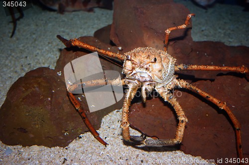 Image of Mediterranean crab