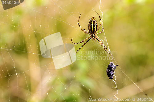 Image of Spider with prey