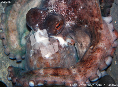 Image of Octopus