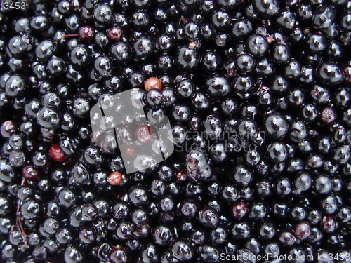 Image of elderberries