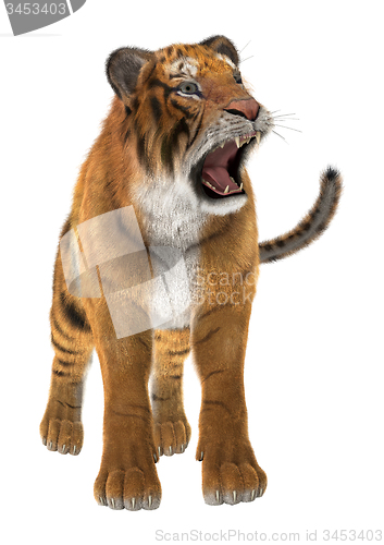 Image of Tiger