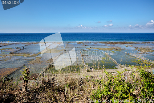 Image of Plantations of seaweed on beach in Bali, Nusa Penida