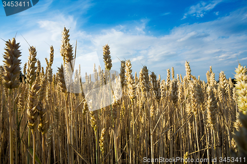 Image of golden wheat field in summer